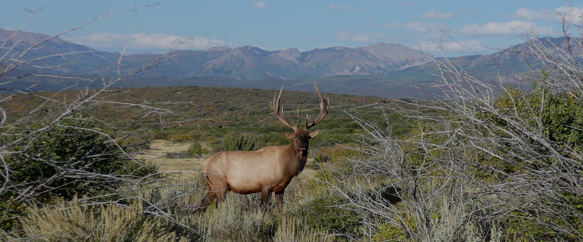 Colorado s Best Fair Chase Elk Hunts Private Land Elk Hunts North 